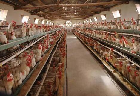 養(yǎng)殖場氨氣檢測儀報警值設定標準是多少