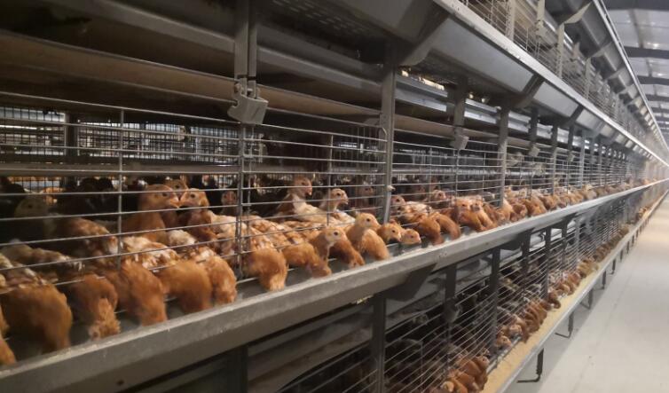 養(yǎng)殖行業(yè)，需注意預(yù)防這些有毒氣體